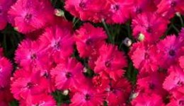 Common diseases of hybrid pinks